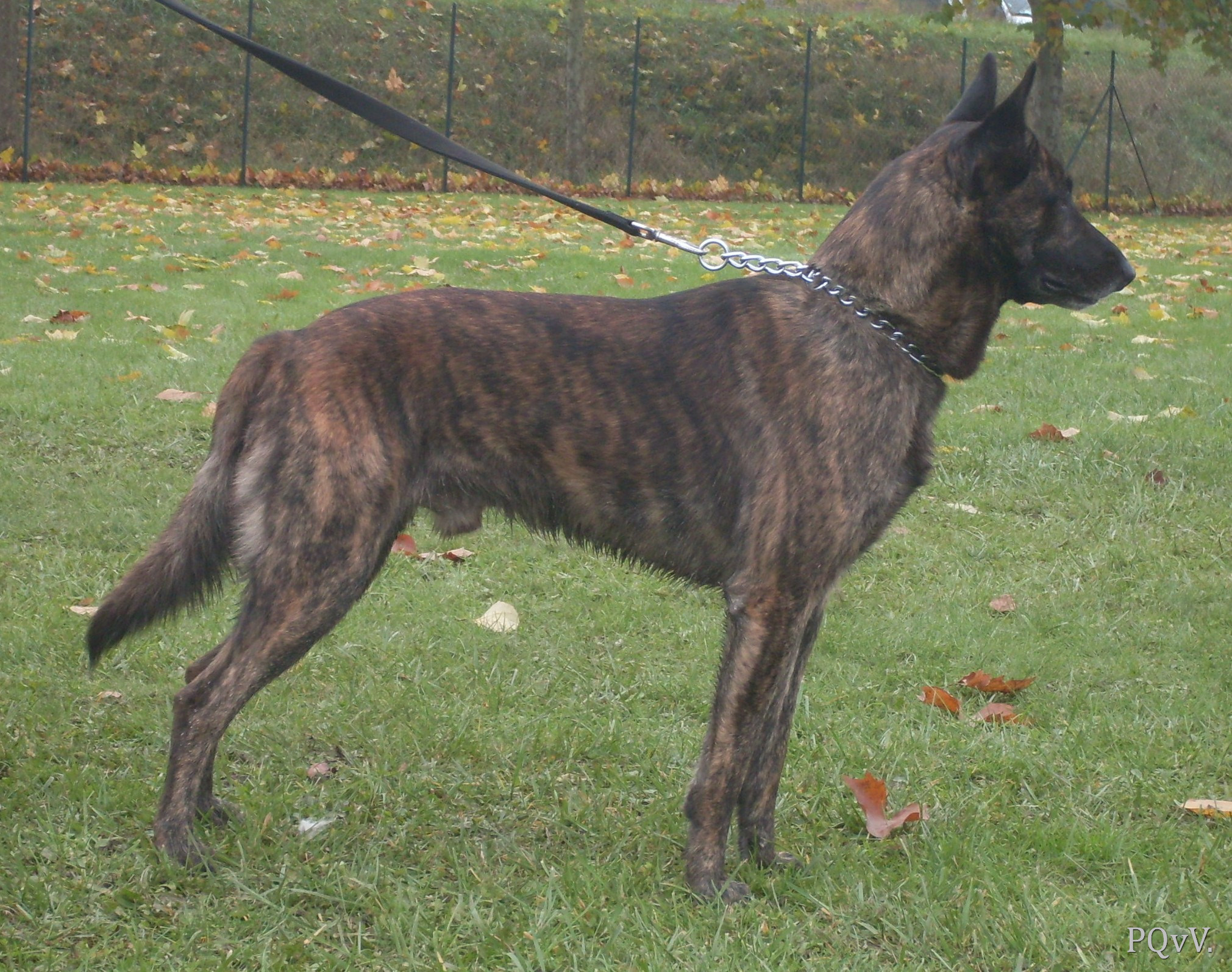  Darwin of Saint John’s